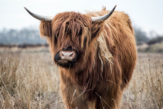 Découvrez le charme rustique de la laine de yak dans votre garde-robe d'hiver